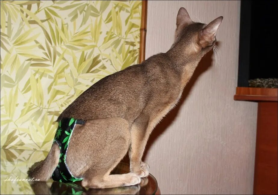 Коты метят или нет. Коты метят. кошка пометила. кот метит территорию в квартире. кошки метят в квартире.