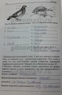 Обратите внимание на положение крыльев и ног