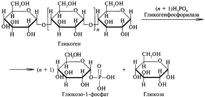 Глюкоза гликоген реакция. Гликоген в глюкозо 1 фосфат. Гликоген в глюкозо 1 фосфат реакция. Схема расщепления гликогена. Распад гликогена до глюкозо-6-фосфата.