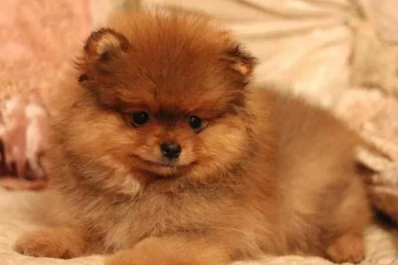 померанский шпиц 6. малый померанский шпиц вес. померанский шпиц 5 месяцев. померанский шпиц 2к. шпиц померанский серебристый.