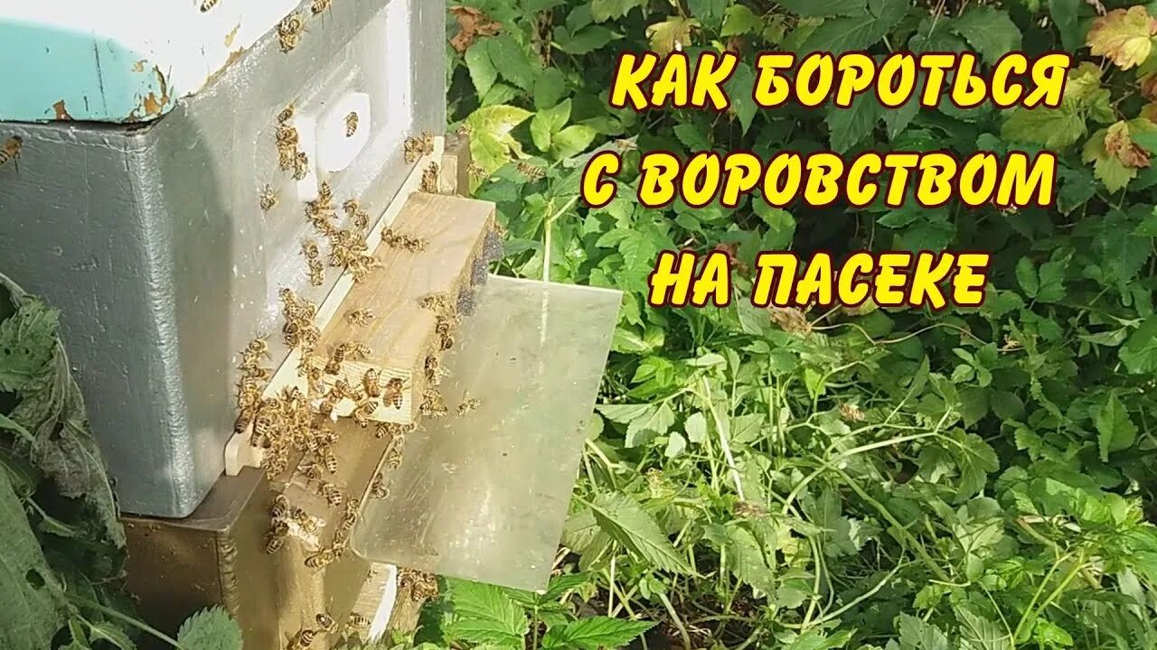 Как бороться с ульем