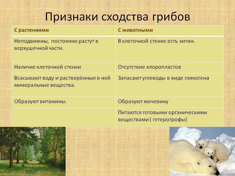 Каковы признаки грибов 5 класс. Сходство грибов с растениями и животными. Водство грибов с растениями. Сходство грибов с животными. Сходства растений с животными.