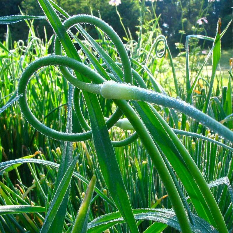 чесночные стрелки от вредителей на огороде. чесночные стручки. чесночные стрелки от вредителей на огороде. настой чеснока от вредителей. чесночный отвар.