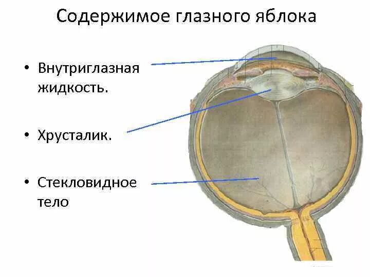Оболочки и содержимое глазного яблока. Хрусталик глазного яблока анатомия. стекловидное тело глаза анатомия. содержимое глазного яблока.