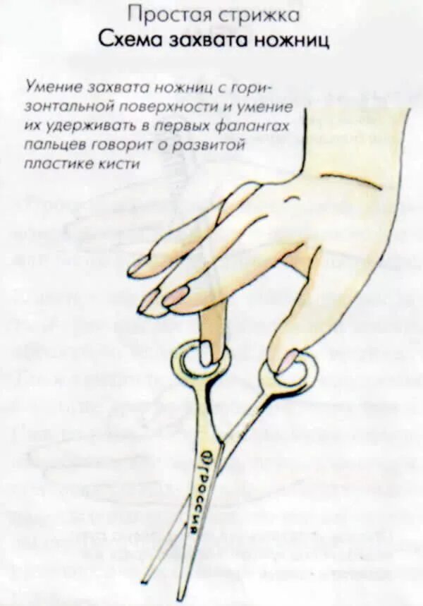 Как правильно подстригать ножницами. Положение ножниц при стрижке. правильный захват ножниц. схема ножниц простых. как правильно стричь ножн.