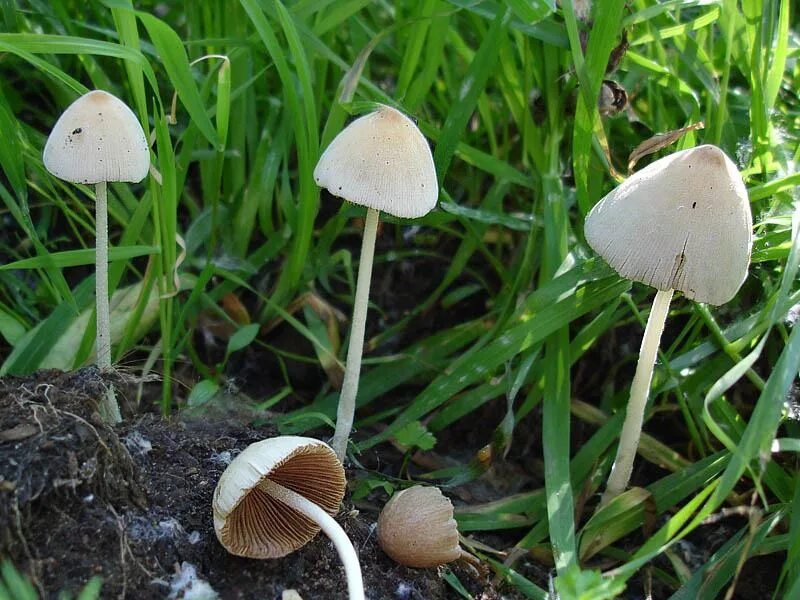 #fungi_species #планетагрибов #fungi #грибы #чтозагриб #Негниючник_веточковый #C
