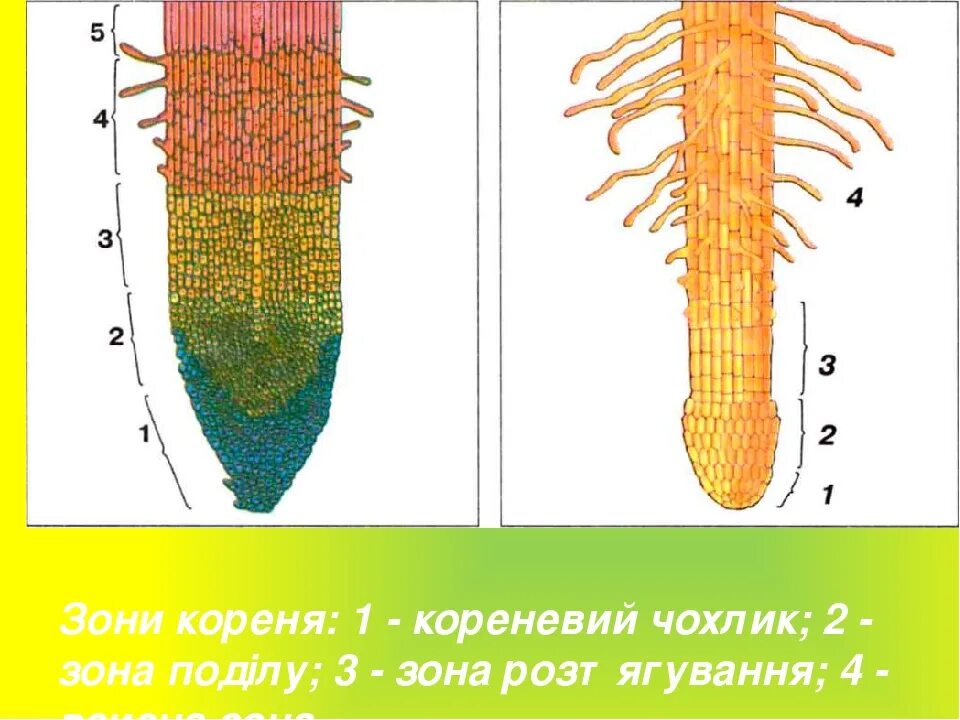 Корневой кончик. Продольный срез корня биология. Корень зоны корня. Строение корня без подписей. Строение корня зоны без подписи.