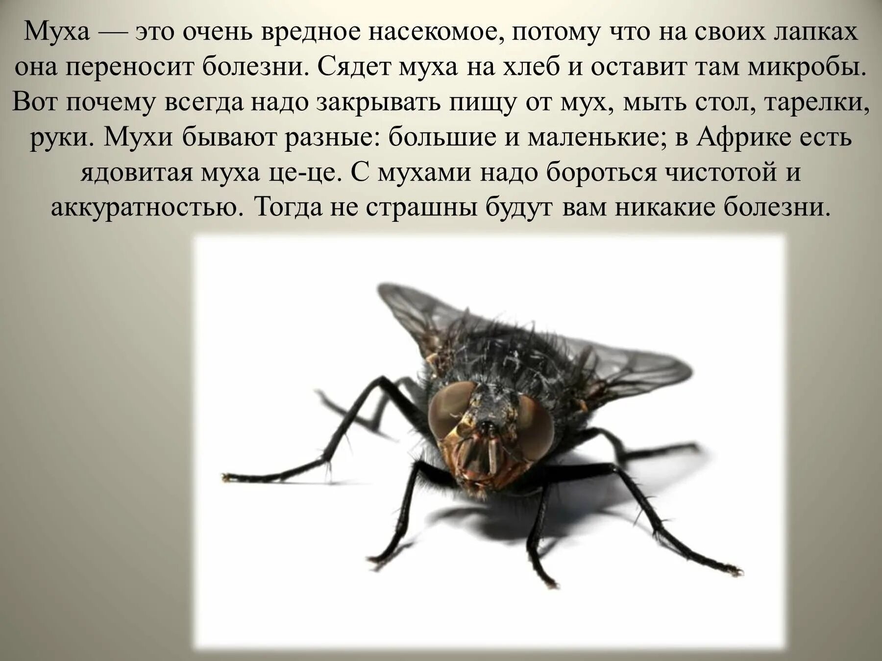 Доклад про мух. Вредные насекомые. Сообщение про муху. Интересные факты о мухах. Характер мухи