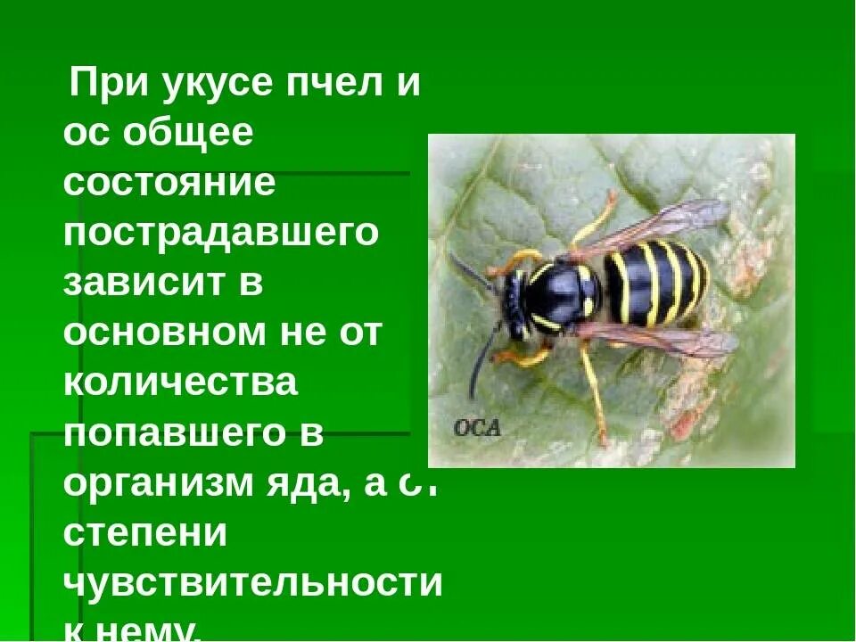 Укус осы первая помощь в домашних условиях. 1 Помощь при укусе пчелы. Укус пчелы первая помощь. ПМП при укусе пчелы и осы.