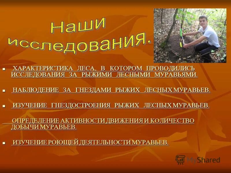 темнохвойные леса россии. разнообразие хвойных лесов.