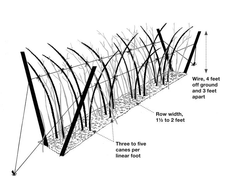 Двухрядная схема посадки малины. Ширина грядки для малины. Схема посадки малины. Схема посадки малины в 2 ряда.