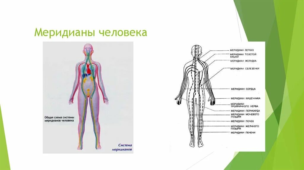 Меридианы человека описание. Энергетические меридианы тела человека. Схема 12 меридианов акупунктуры. Акупунктура меридианы тела человека схема. Меридиан желудка точки акупунктуры.