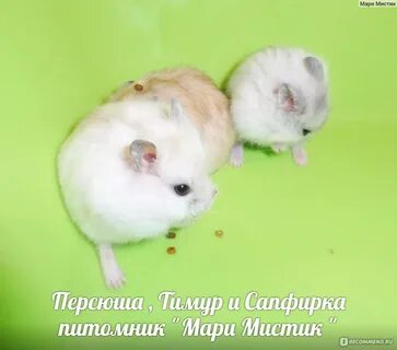 Можно ли хомякам капусту