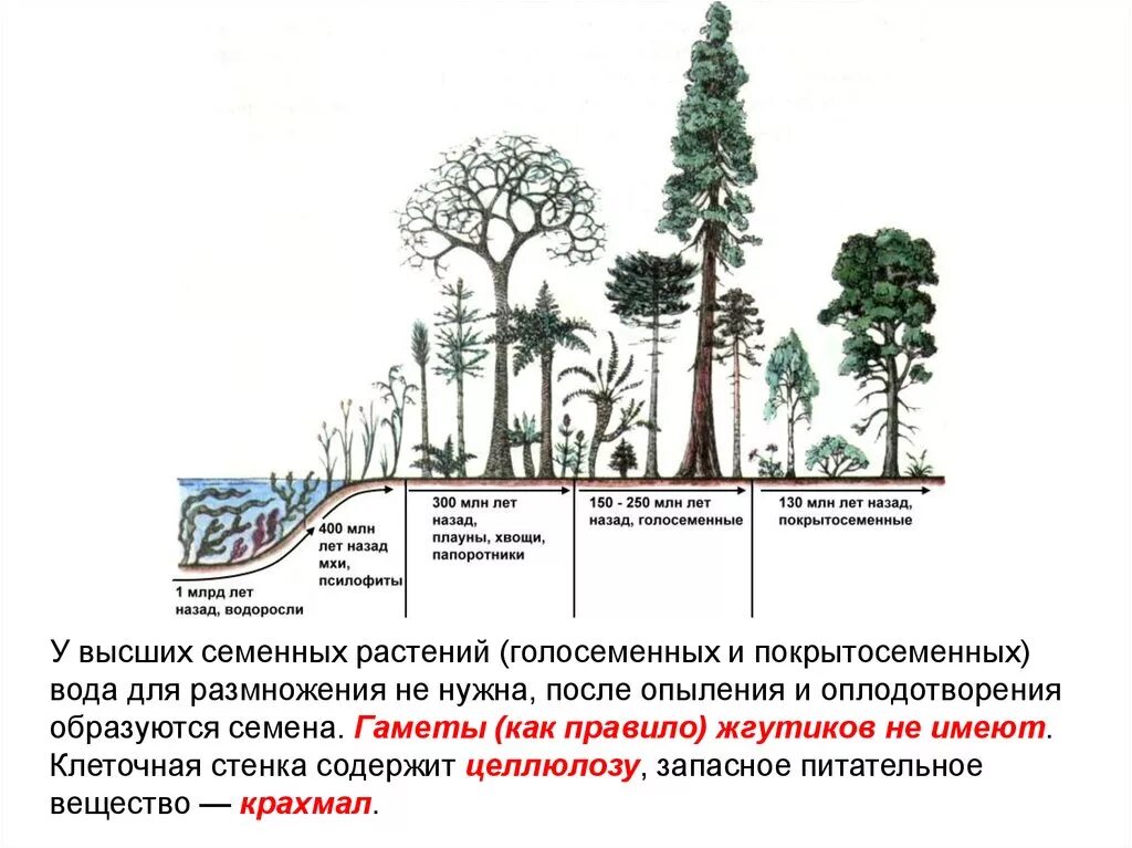 Ароморфозы псилофитов. Выход первых растений на сушу. Ароморфозы хвощей плаунов и папоротников. Папоротники хвощи плауны ароморфозы. Выход многоклеточных животных на сушу произошел