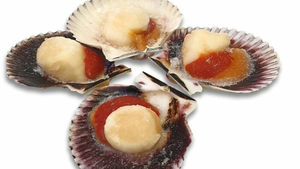 Как чистить гребешок. Морской гребешок на створке с икрой. морской гребешок с икрой. морской гребешок с икрой на раковине. гребешок на половине раковины с икрой.