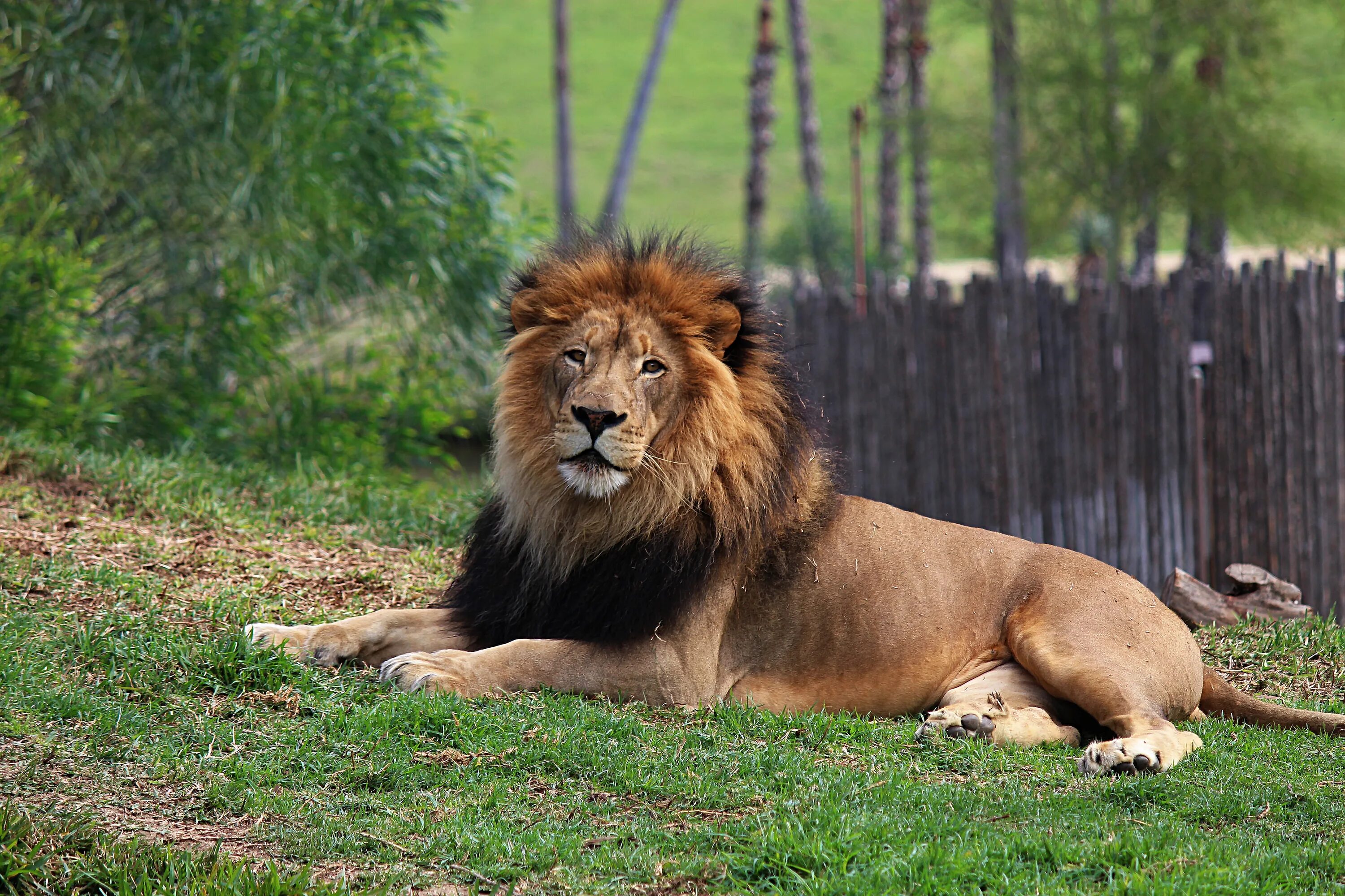 Лев это дикое животное. Капский Лев. Лев Лева Лион лёв. Конголезский Лев. Дикие звери.