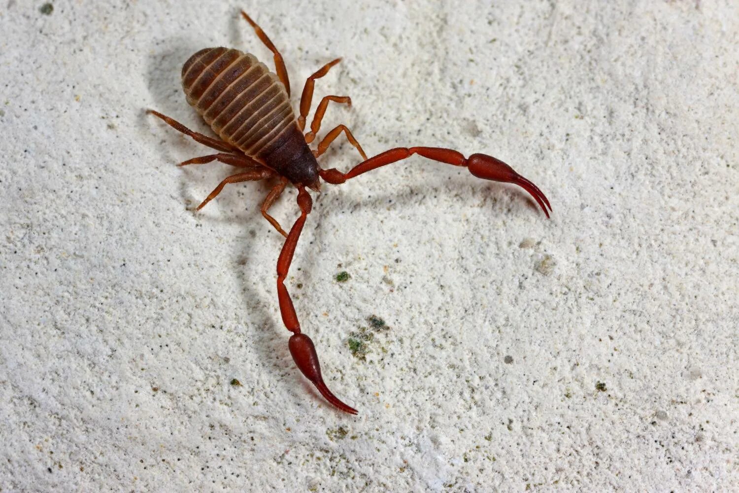 Ложноскорпион на жуке. Отряд ложноскорпионы pseudoscorpiones. Ложноскорпион chelifer. Ложноскорпион на жуке. Паук с клешнями паук с клешнями.