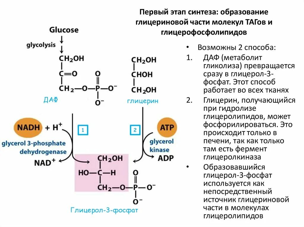 Метаболизм глицерофосфолипидов. Схема синтеза жирных кислот и триацилглицеролов в печени. Синтез таг биохимия. Синтез триацилглицеридов из глюкозы в жировой ткани. Синтез таг биохимия схема.