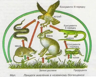 Редуценты продуценты консументы детритофаги