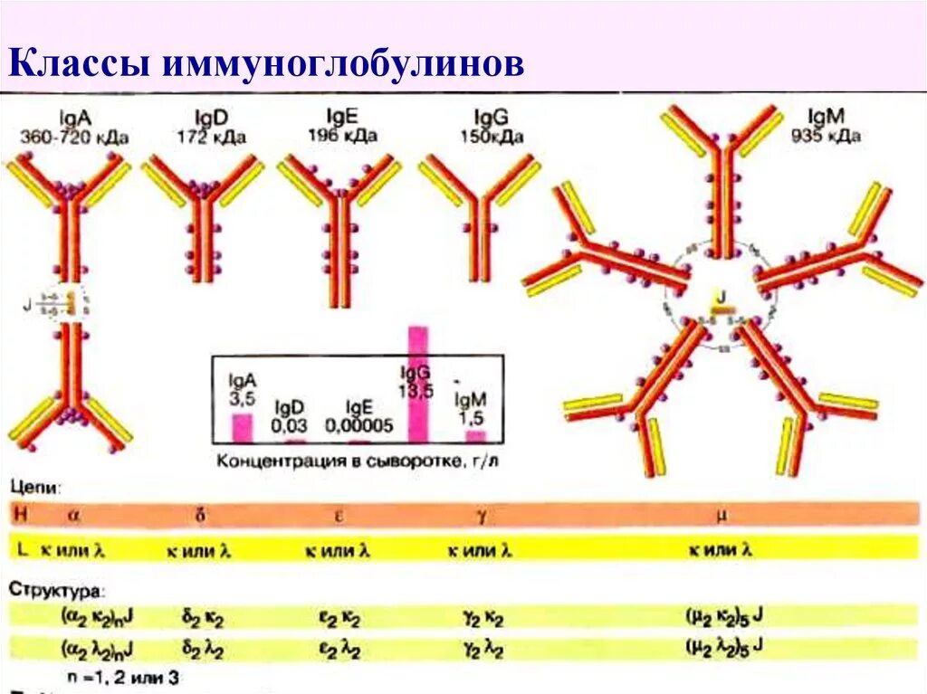 Определение иммуноглобулинов g. Классы иммуноглобулинов и антител таблица. Иммуноглобулин IGE схема строение. Функции фракции иммуноглобулинов:. Иммуноглобулины классы иммуноглобулинов.