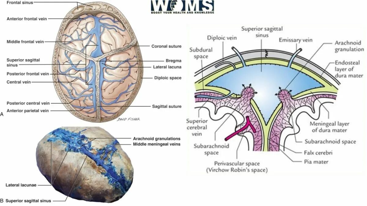 Superior sagittal Sinus. . Dura Mater of Brain латынь. Inferior sagittal Sinus. Серый мозг латынь