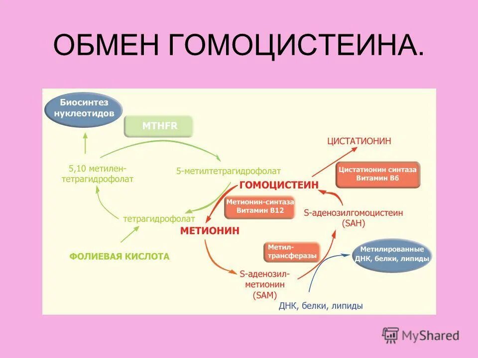 Витамин участвующий в синтезе коллагена