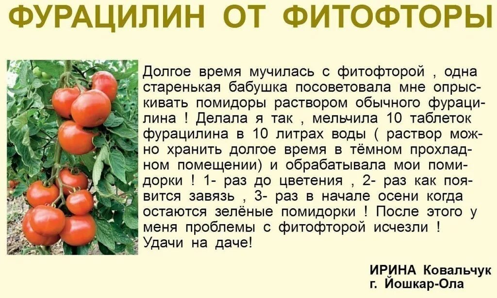 В какое время суток обрабатывать помидоры
