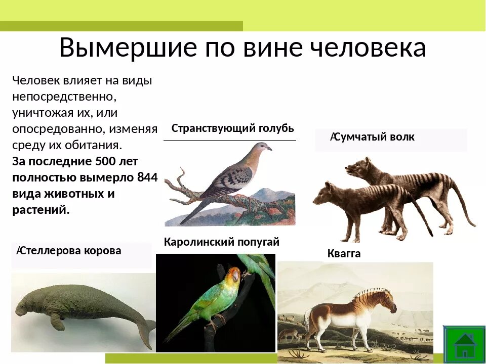 Примеры исчезающих животных. Животные исчезнувшие по вине. вымершие животные по вине человека. названия исчезнувших животных. животные которые исчезли по вине человека.