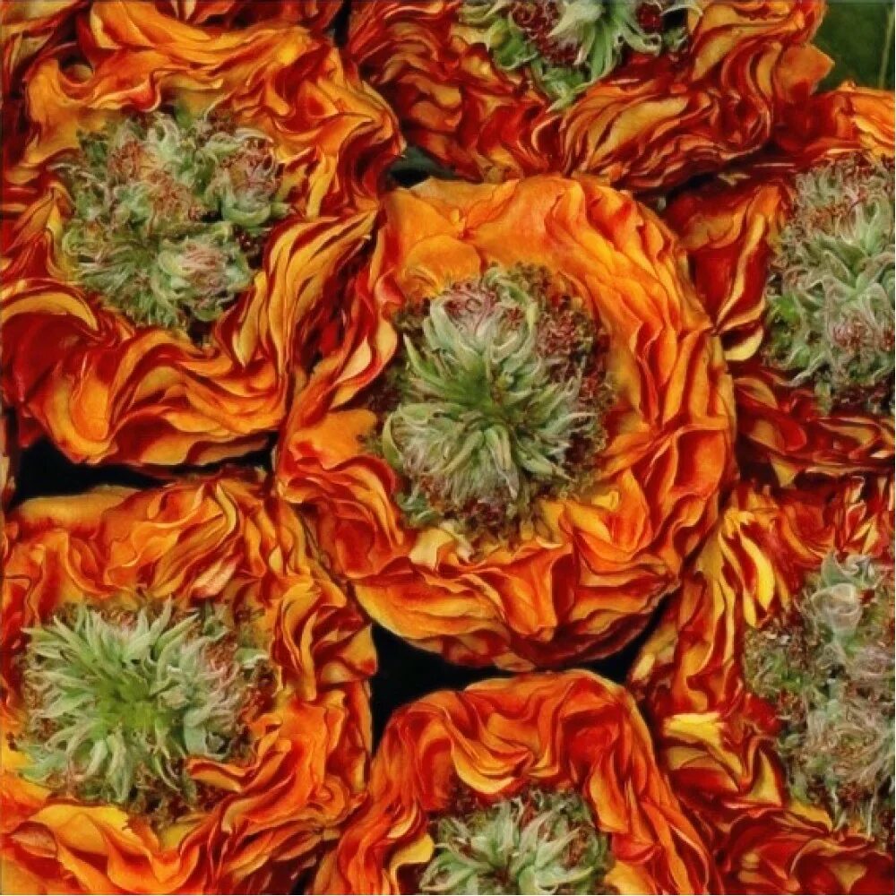 Роза flash eye. Роза флеш айс. Flash eye (флеш ай). Flash eye. Flash eye.