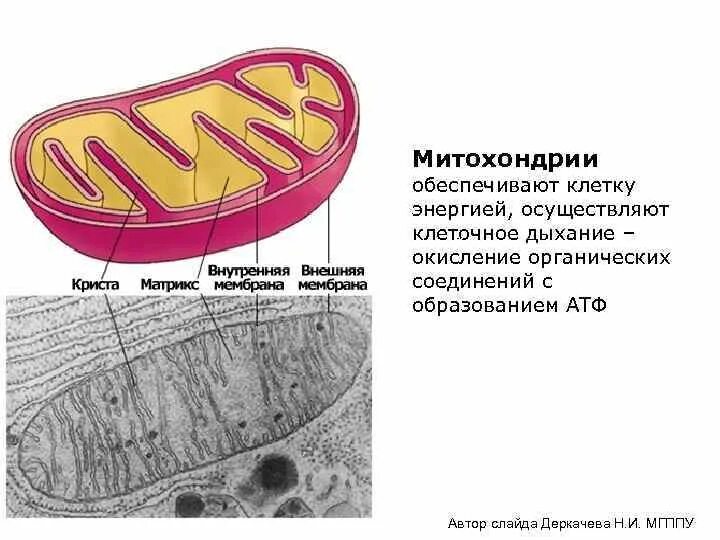 Первые клетки органические. Клеточное дыхание Матрикс митохондрий.