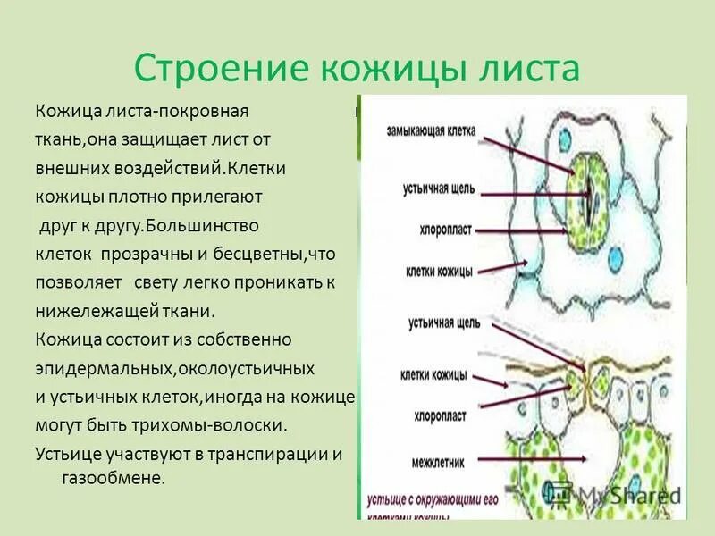 Лабораторная работа 6 класс внутреннее строение листа