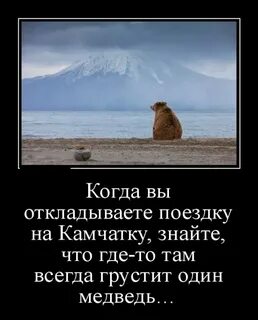 Медведь афоризмы