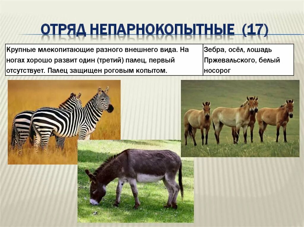 Значение парнокопытных в природе. Отряды млекопитающих непарнокопытные. Perissodactyla непарнокопытные. Отряд непарнокопытные 7 класс биология. Отряд парнокопытные и непарнокопытные.