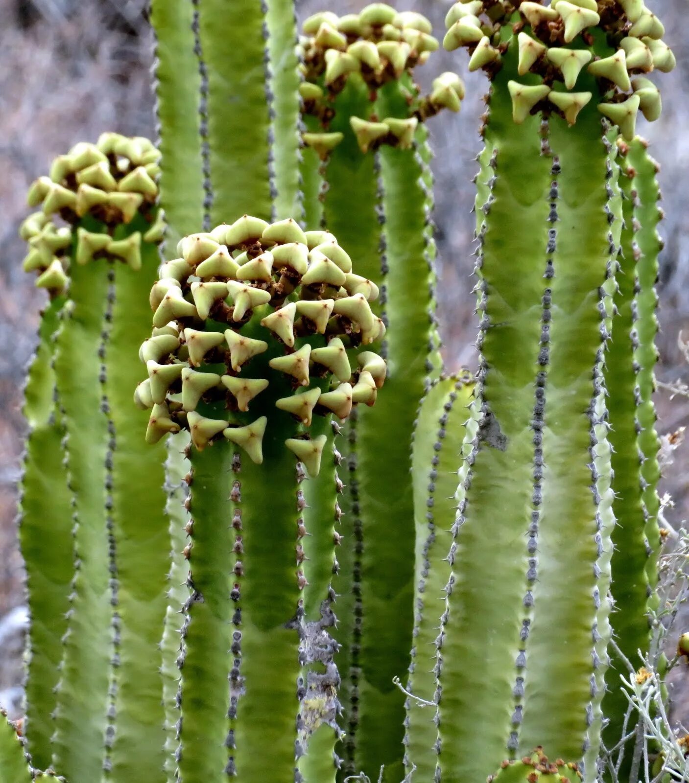 Молочай Жигулёвский (Euphorbia zhiguliensis). Молочай (Euphorbia). Молочай Канарский. Молочай канделябровый.