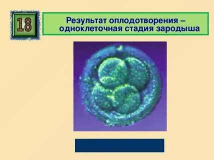Образование в результате оплодотворения