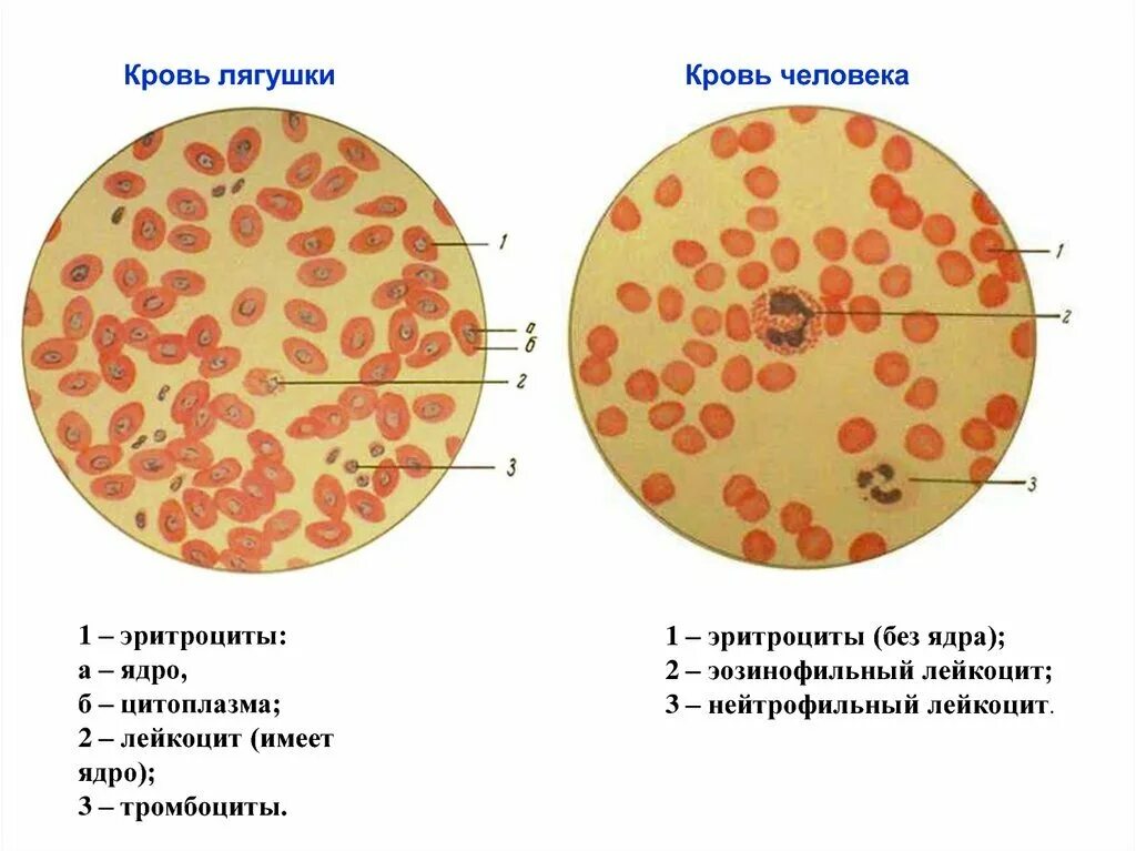 Кровь строение рисунок. Кровь лягушки мазок ядро. Препарат крови лягушки лейкоциты. Эритроциты и лейкоциты в крови лягушки. Эритроциты лягушки под микроскопом.
