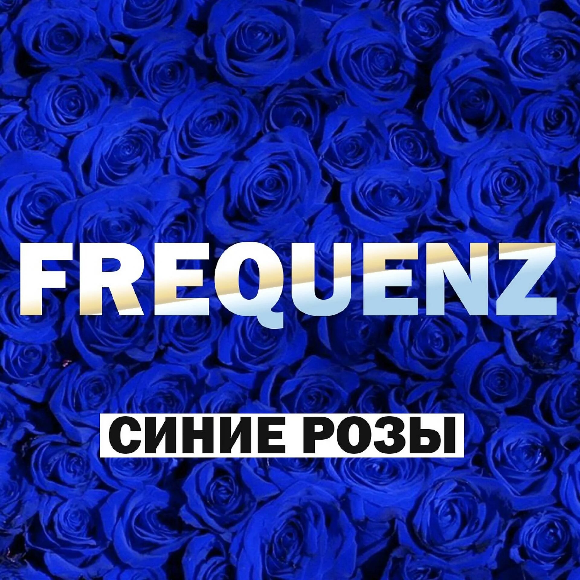 Я просила на свидание синих роз. Синие розы песня frequenz. Frequenz синие розы. Розово синие вопросы. Ты просила синих роз слушать.
