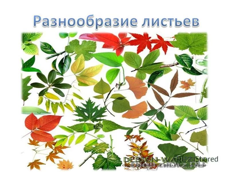 Разнообразие листьев растений. Многообразие листа. Многообразие листа. Разнообразие листов. Многообразие листа.