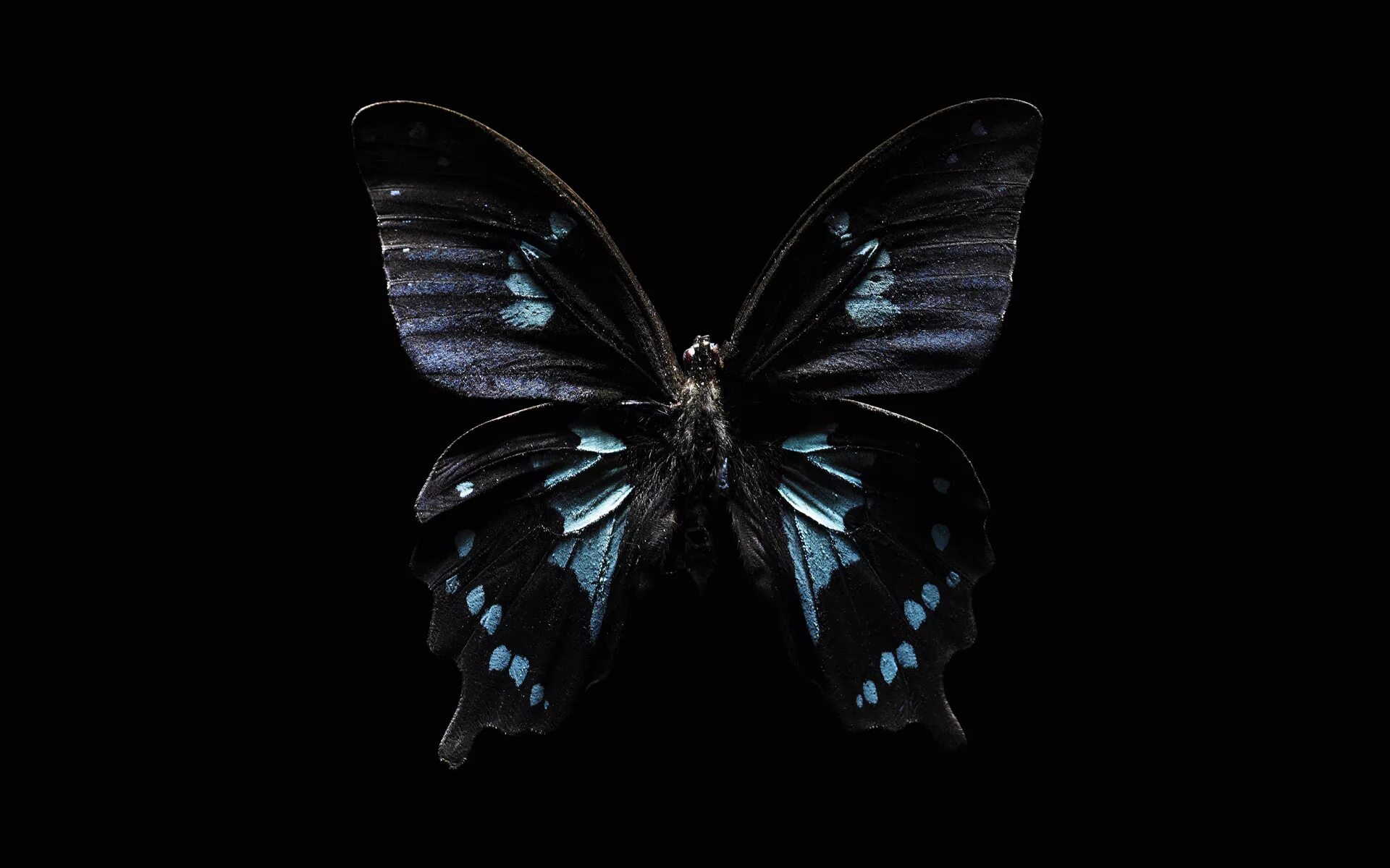красивые бабочки. черный баттерфляй. черный баттерфляй. бабочка баттерфляй блэк. бабочка черная.