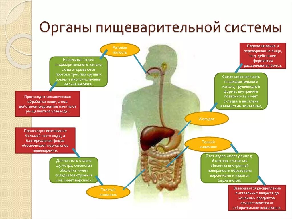 Пищеварительный процесс человека