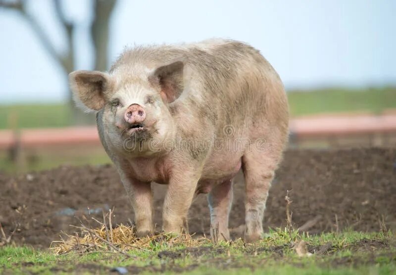 Большие свиньи. Big pig фото. Уржумская порода свиней. Большие свиньи. Свинья сбоку.