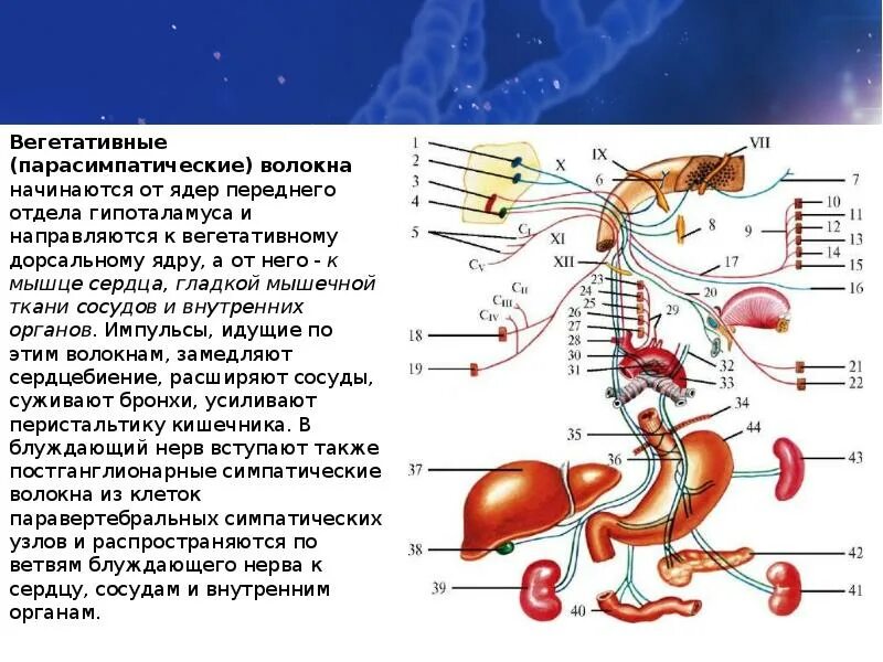 Парасимпатические ядра черепных нервов. Ганглии парасимпатической нервной системы. Схема. Вегетативная и соматическая иннервация. Парасимпатические нервные волокна.