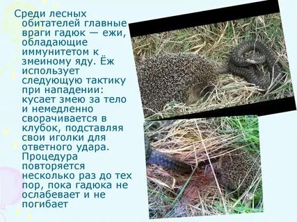 Еж и гадюка