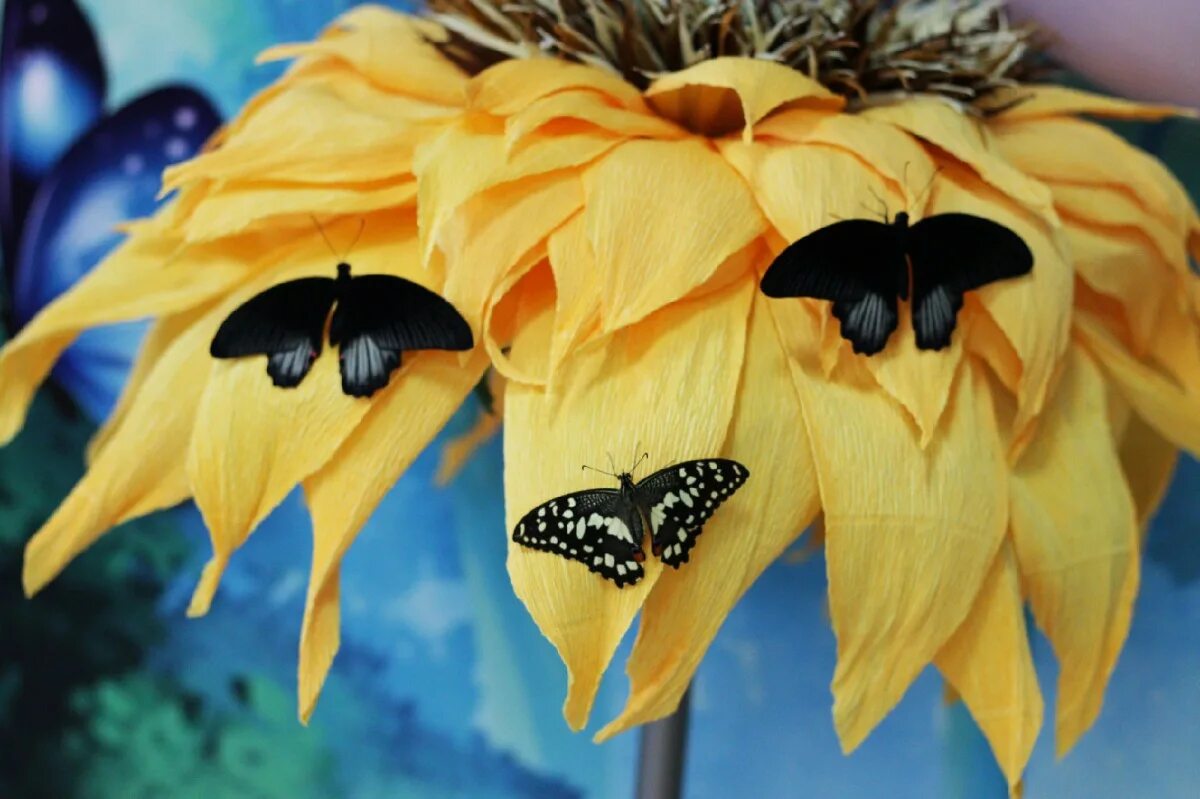 Выставка тропических бабочек. Выставка живых бабочек. Выставка живых насекомых. Тропические бабочки с цветами.