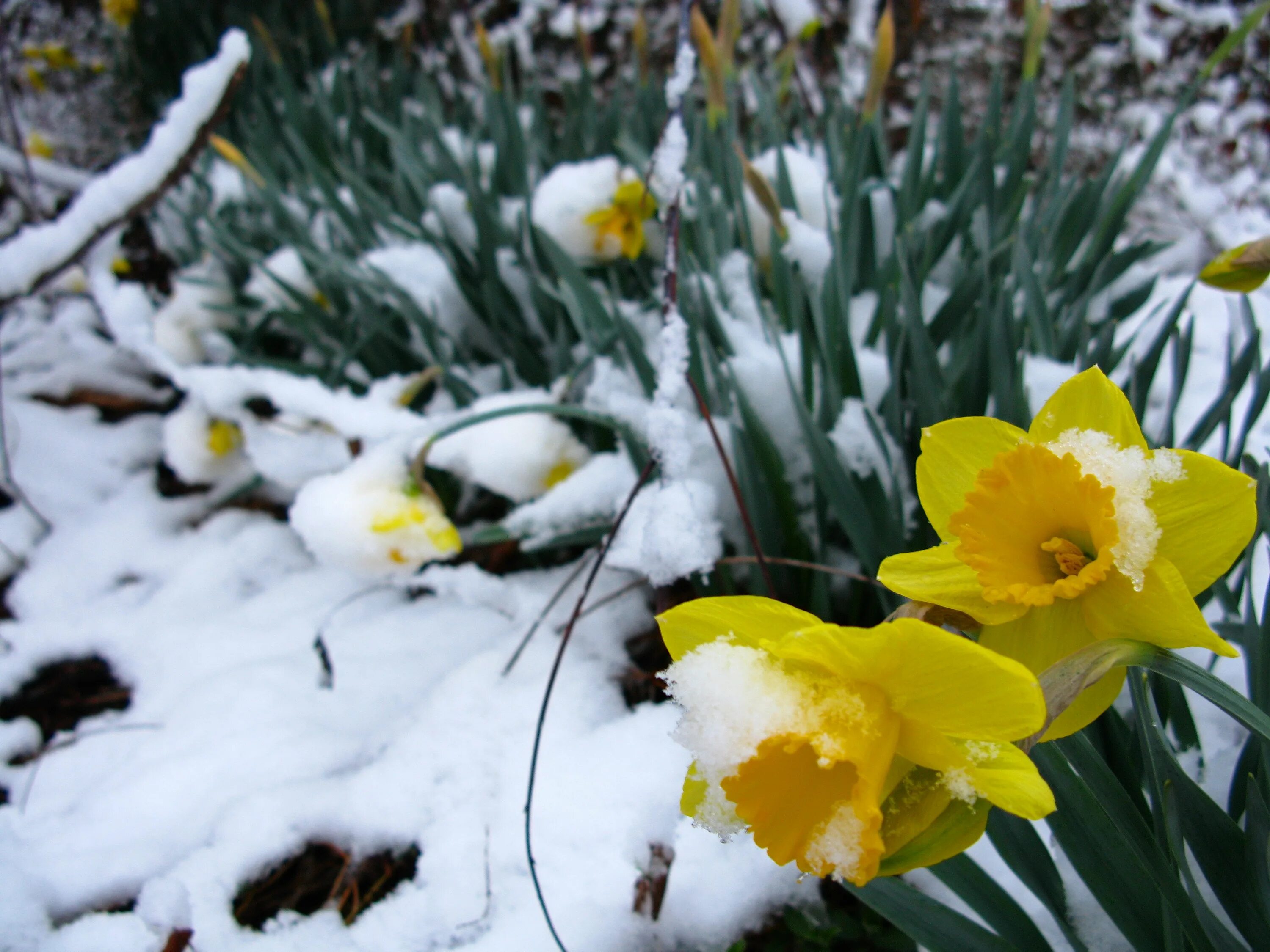 Первоцветы нарциссы. Нарцисс large 'Oregon Snow'. Желтые первоцветы крокусы.