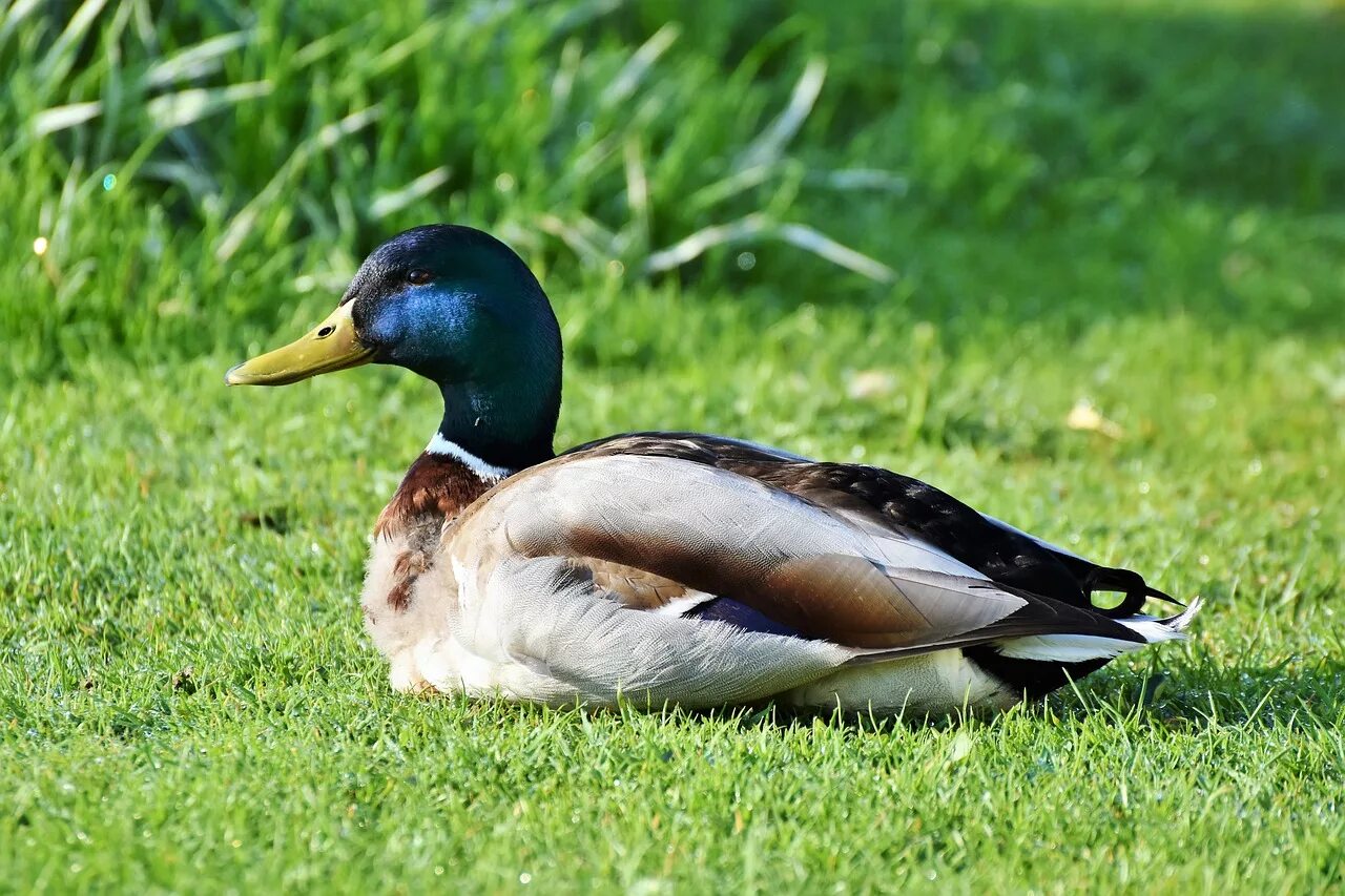 P duck