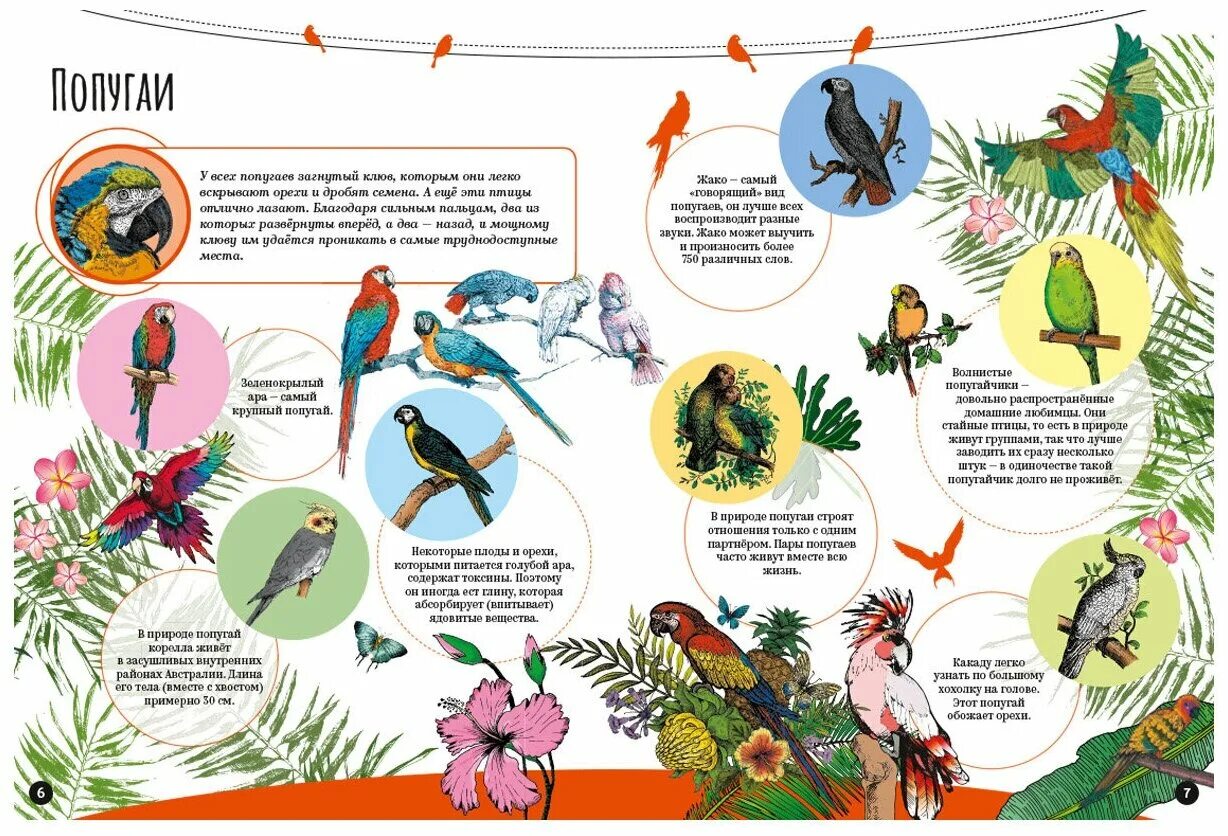 Задание про попугайчиков. Посчитай колько попугаев на картнке. Попугай задания для детей. Задание про попугайчиков. Попугай с задачами по математике 1 класс.