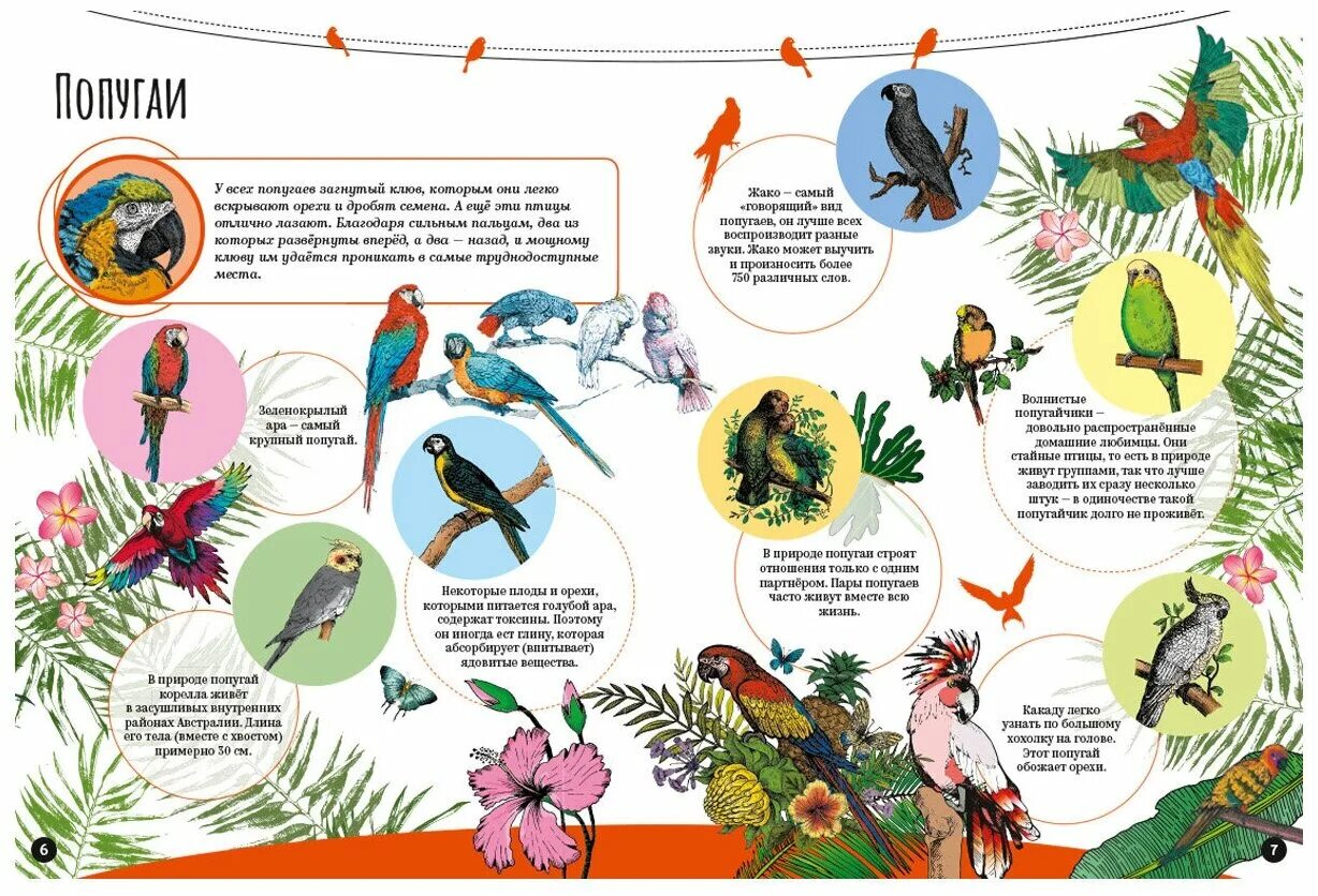 В зоопарке живут 5 видов попугаев