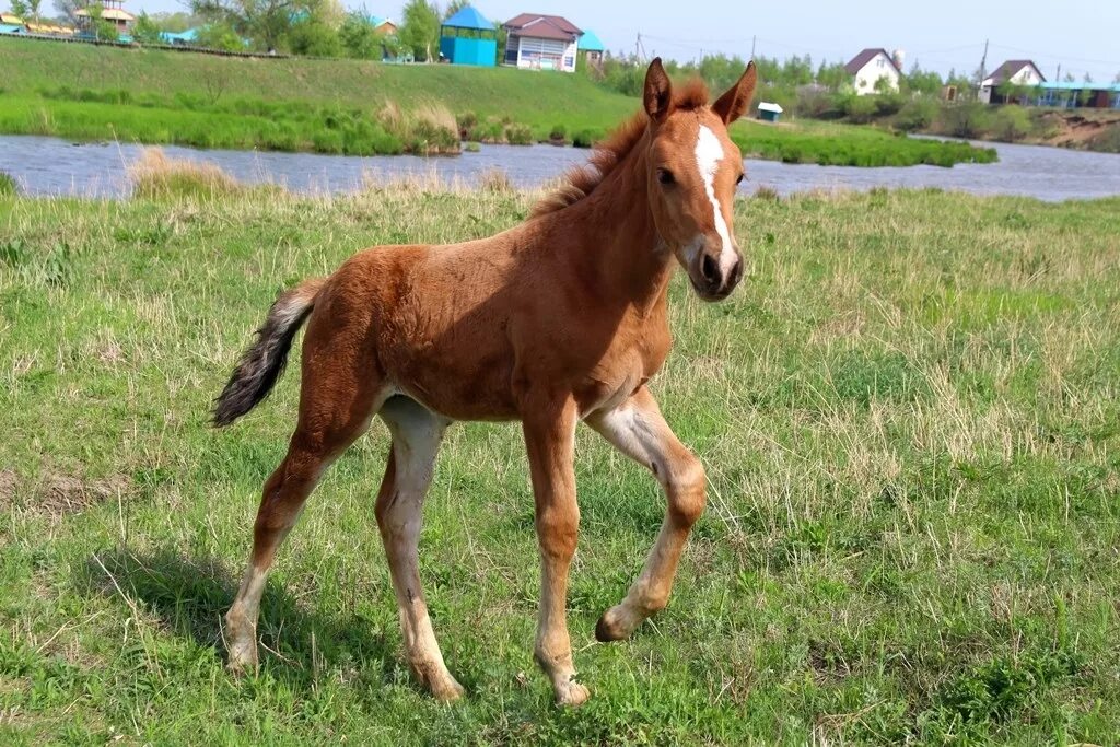 Рыжий жеребенок. Лошадь и жеребенок молоком. Буланый ахалтекинский жеребенок. Жеребенок 6 месяцев. Гнедой буденновский жеребенок.