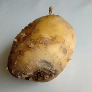 Гниет картофель что делать